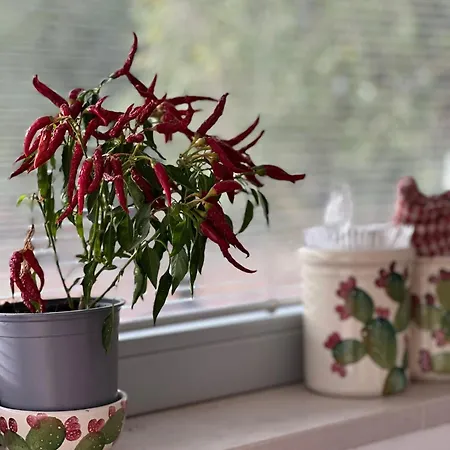 Willa Albero Dolce Home&pool *